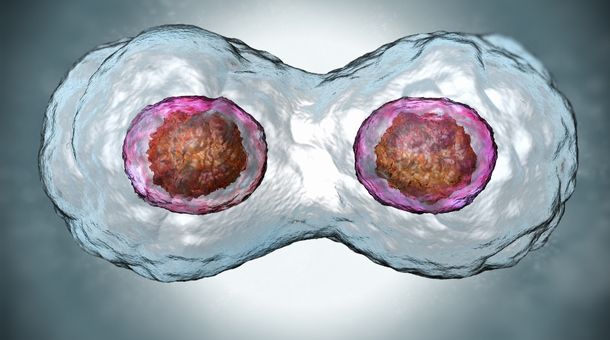 What a human bone marrow cell in prophase of mitosis